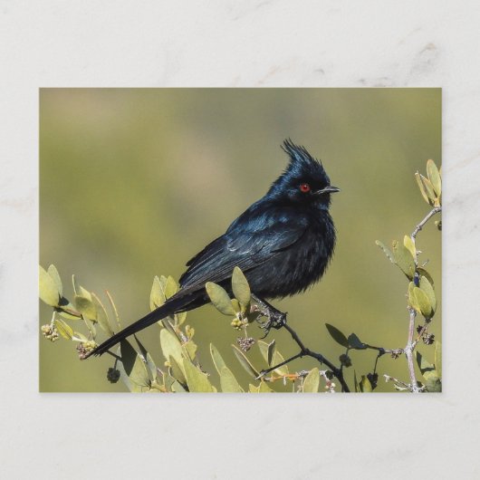 Briefkaart Phainopepla (Voorkant)