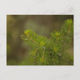 Briefkaart Pijn Tree