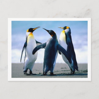 Briefkaart pinguïns
