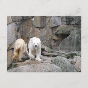 BRIEFKAART POLAR BEER