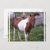Briefkaart Pony verven (Voorkant / Achterkant)