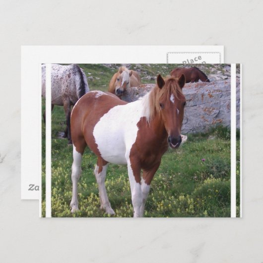 Briefkaart Pony verven (Voorkant / Achterkant)