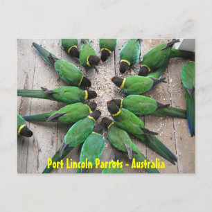 BRIEFKAART - Port Lincoln Parrots Australië