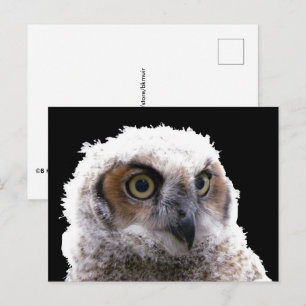 Briefkaart - Portret van Young Owl