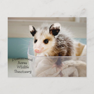 Briefkaart Possum