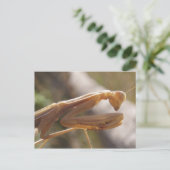 Briefkaart Praying Mantis (Staand voorkant)