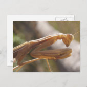 Briefkaart Praying Mantis (Voorkant / Achterkant)