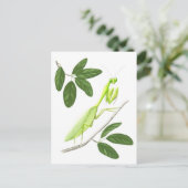 Briefkaart Praying Mantis (Staand voorkant)