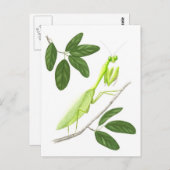 Briefkaart Praying Mantis (Voorkant / Achterkant)