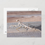 Briefkaart Praying Mantis (Voorkant / Achterkant)