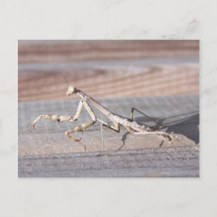 Briefkaart Praying Mantis