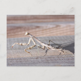 Briefkaart Praying Mantis