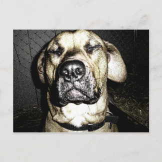 Briefkaart Presa Canario