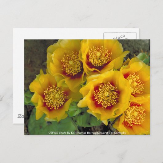 Briefkaart / Prickly Pear Cactus (Voorkant / Achterkant)