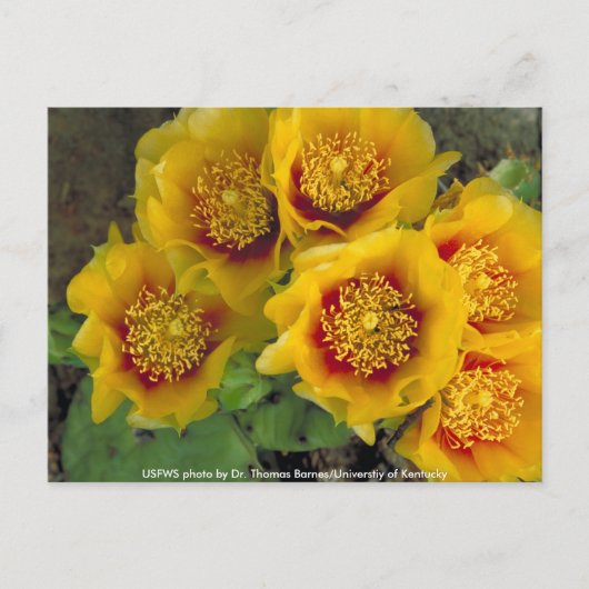 Briefkaart / Prickly Pear Cactus (Voorkant)