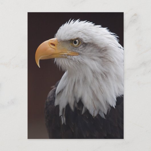 Briefkaart Proud Eagle (Voorkant)