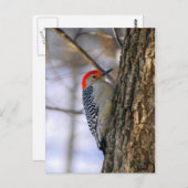 Briefkaart Red-Bellied Woodpecker (Voorkant / Achterkant)