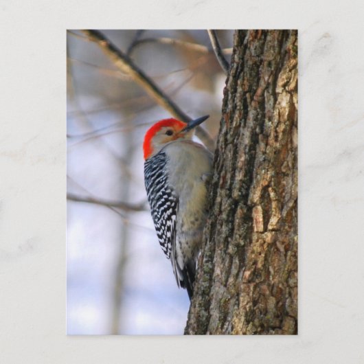 Briefkaart Red-Bellied Woodpecker (Voorkant)