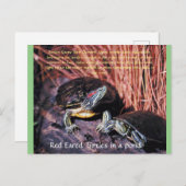 briefkaart "Red Eared Turtles" (Voorkant / Achterkant)