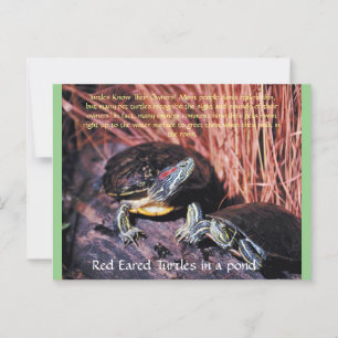 briefkaart "Red Eared Turtles"