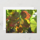 Briefkaart - Red Grape Leaf on Vine (Voorkant / Achterkant)