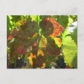 Briefkaart - Red Grape Leaf on Vine (Voorkant)