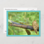 Briefkaart regenboogsprinkhaan (Voorkant / Achterkant)