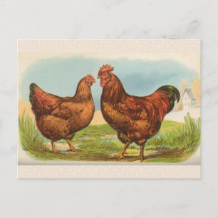  Briefkaart "Rhode Island Red Chicken"