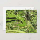 Briefkaart Rice Fields, Bali (Voorkant / Achterkant)