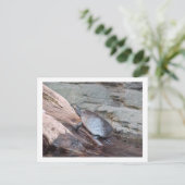 briefkaart "River Turtle" (Staand voorkant)