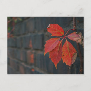 Briefkaart rode bladeren