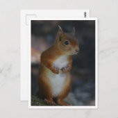 Briefkaart rode eekhoorn (Voorkant / Achterkant)