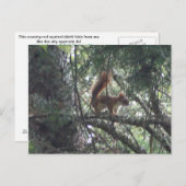 Briefkaart rode eekhoorn (Voorkant / Achterkant)