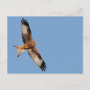 Briefkaart Rode kite
