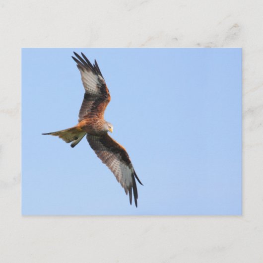 Briefkaart Rode kite (Voorkant)