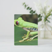 Briefkaart rode ogen groene kikker (Staand voorkant)