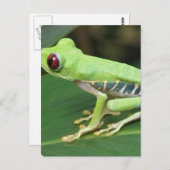 Briefkaart rode ogen groene kikker (Voorkant / Achterkant)