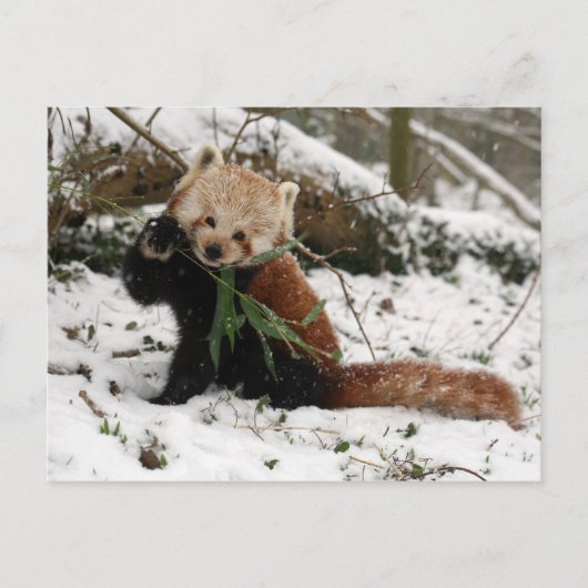 Briefkaart - rode panda 2 (Voorkant)