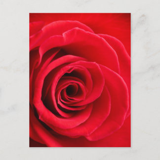 Briefkaart rode rozen