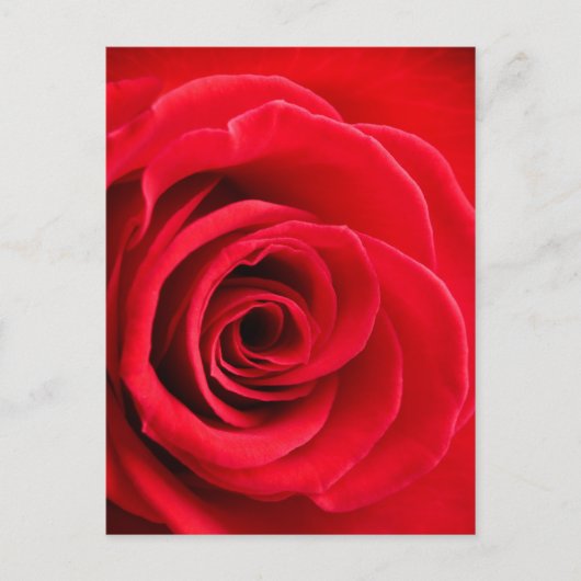 Briefkaart rode rozen (Voorkant)