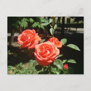 Briefkaart rode rozen