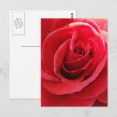 Briefkaart rode rozenrood (Voorkant / Achterkant)