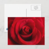 Briefkaart rode rozenrood (Voorkant / Achterkant)