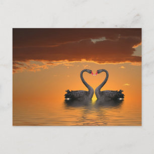 Briefkaart Romancing Swans