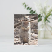 Briefkaart rond de grondeekhoorn (Staand voorkant)