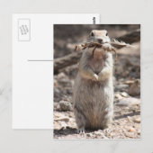 Briefkaart rond de grondeekhoorn (Voorkant / Achterkant)