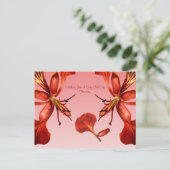 Briefkaart Royal Poinciana (Staand voorkant)