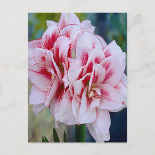 Briefkaart Roze bloemen