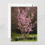 Briefkaart Roze Cherry Tree (Voorkant / Achterkant)