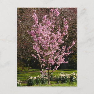 Briefkaart Roze Cherry Tree